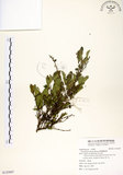 中文名:細葉饅頭果(S125007)學名:Glochidion rubrum Blume(S125007)英文名:Common Glochidion
