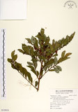 中文名:細葉饅頭果(S125674)學名:Glochidion rubrum Blume(S125674)英文名:Common Glochidion