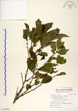 中文名:細葉饅頭果(S125989)學名:Glochidion rubrum Blume(S125989)英文名:Common Glochidion