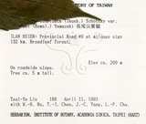 中文名:長尾尖葉櫧(S013617)學名:Castanopsis cuspidata (Thunb.) Schottky var. carlesii (Hemsl.) Yamazaki(S013617)英文名:Caudate-leaved Chinkapin, Long-leaf Chinkapin