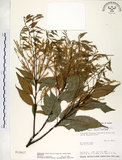 中文名:長尾尖葉櫧(S013617)學名:Castanopsis cuspidata (Thunb.) Schottky var. carlesii (Hemsl.) Yamazaki(S013617)英文名:Caudate-leaved Chinkapin, Long-leaf Chinkapin