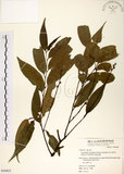中文名:長尾尖葉櫧(S050823)學名:Castanopsis cuspidata (Thunb.) Schottky var. carlesii (Hemsl.) Yamazaki(S050823)英文名:Caudate-leaved Chinkapin, Long-leaf Chinkapin