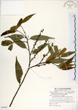 中文名:長尾尖葉櫧(S087937)學名:Castanopsis cuspidata (Thunb. ex Murray) Schottky var. carlesii (Hemsl.) Yamazaki(S087937)