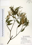 中文名:長尾尖葉櫧(S087938)學名:Castanopsis cuspidata (Thunb. ex Murray) Schottky var. carlesii (Hemsl.) Yamazaki(S087938)