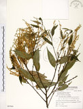中文名:長尾尖葉櫧(S087944)學名:Castanopsis cuspidata (Thunb. ex Murray) Schottky var. carlesii (Hemsl.) Yamazaki(S087944)