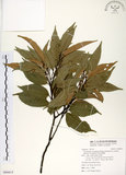 中文名:長尾尖葉櫧(S094415)學名:Castanopsis cuspidata (Thunb.) Schottky var. carlesii (Hemsl.) Yamazaki(S094415)英文名:Caudate-leaved Chinkapin, Long-leaf Chinkapin