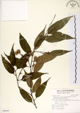 中文名:長尾尖葉櫧(S096698)學名:Castanopsis cuspidata (Thunb.) Schottky var. carlesii (Hemsl.) Yamazaki(S096698)英文名:Caudate-leaved Chinkapin, Long-leaf Chinkapin