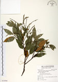 中文名:長尾尖葉櫧(S125968)學名:Castanopsis cuspidata (Thunb.) Schottky var. carlesii (Hemsl.) Yamazaki(S125968)英文名:Caudate-leaved Chinkapin, Long-leaf Chinkapin