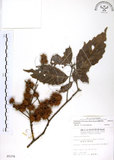 中文名:臺灣苦櫧(S005376)學名:Castanopsis formosana (Skan) Hayata(S005376)英文名:Taiwan Chinkapin