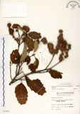 中文名:臺灣苦櫧(S007887)學名:Castanopsis formosana (Skan) Hayata(S007887)英文名:Taiwan Chinkapin