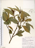 中文名:臺灣苦櫧(S018459)學名:Castanopsis formosana (Skan) Hayata(S018459)英文名:Taiwan Chinkapin