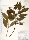 中文名:臺灣苦櫧(S034222)學名:Castanopsis formosana (Skan) Hayata(S034222)英文名:Taiwan Chinkapin