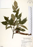 中文名:臺灣苦櫧(S050020)學名:Castanopsis formosana (Skan) Hayata(S050020)英文名:Taiwan Chinkapin