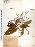 中文名:臺灣苦櫧(S071655)學名:Castanopsis formosana (Skan) Hayata(S071655)英文名:Taiwan Chinkapin