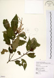 中文名:臺灣苦櫧(S076672)學名:Castanopsis formosana (Skan) Hayata(S076672)英文名:Taiwan Chinkapin