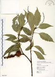 中文名:臺灣苦櫧(S082328)學名:Castanopsis formosana (Skan) Hayata(S082328)英文名:Taiwan Chinkapin