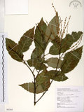 中文名:臺灣苦櫧(S082365)學名:Castanopsis formosana (Skan) Hayata(S082365)英文名:Taiwan Chinkapin