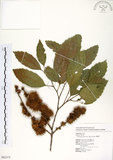 中文名:臺灣苦櫧(S082375)學名:Castanopsis formosana (Skan) Hayata(S082375)英文名:Taiwan Chinkapin