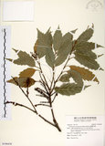 中文名:臺灣苦櫧(S106438)學名:Castanopsis formosana (Skan) Hayata(S106438)英文名:Taiwan Chinkapin