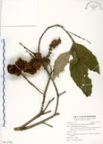 中文名:臺灣苦櫧(S113702)學名:Castanopsis formosana (Skan) Hayata(S113702)英文名:Taiwan Chinkapin