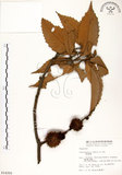 中文名:印度苦櫧(S014355)學名:Castanopsis indica (Roxb.) A. DC.(S014355)英文名:Acuminata-leaved Chinkapin