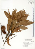中文名:印度苦櫧(S019951)學名:Castanopsis indica (Roxb.) A. DC.(S019951)英文名:Acuminata-leaved Chinkapin