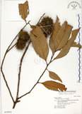 中文名:印度苦櫧(S019952)學名:Castanopsis indica (Roxb.) A. DC.(S019952)英文名:Acuminata-leaved Chinkapin
