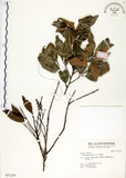 中文名:印度苦櫧(S031210)學名:Castanopsis indica (Roxb.) A. DC.(S031210)英文名:Acuminata-leaved Chinkapin