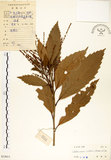 中文名:印度苦櫧(S033611)學名:Castanopsis indica (Roxb.) A. DC.(S033611)英文名:Acuminata-leaved Chinkapin