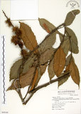 中文名:印度苦櫧(S069349)學名:Castanopsis indica (Roxb.) A. DC.(S069349)英文名:Acuminata-leaved Chinkapin