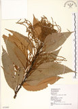中文名:印度苦櫧(S072485)學名:Castanopsis indica (Roxb.) A. DC.(S072485)英文名:Acuminata-leaved Chinkapin