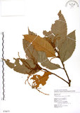 中文名:印度苦櫧(S076673)學名:Castanopsis indica (Roxb.) A. DC.(S076673)英文名:Acuminata-leaved Chinkapin