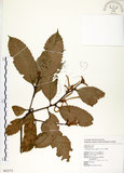 中文名:印度苦櫧(S082373)學名:Castanopsis indica (Roxb.) A. DC.(S082373)英文名:Acuminata-leaved Chinkapin