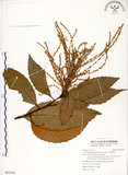 中文名:印度苦櫧(S095036)學名:Castanopsis indica (Roxb.) A. DC.(S095036)英文名:Acuminata-leaved Chinkapin