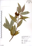 中文名:印度苦櫧(S114988)學名:Castanopsis indica (Roxb.) A. DC.(S114988)英文名:Acuminata-leaved Chinkapin