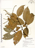中文名:印度苦櫧(S124503)學名:Castanopsis indica (Roxb.) A. DC.(S124503)英文名:Acuminata-leaved Chinkapin