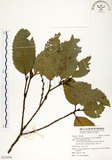 中文名:印度苦櫧(S124504)學名:Castanopsis indica (Roxb.) A. DC.(S124504)英文名:Acuminata-leaved Chinkapin