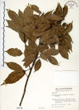 中文名:錐果櫟(S000176)學名:Cyclobalanopsis longinux (Hayata) Schottky(S000176)英文名:Long Glans Oak