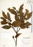 中文名:錐果櫟(S002573)學名:Cyclobalanopsis longinux (Hayata) Schottky(S002573)英文名:Long Glans Oak