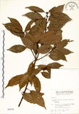 中文名:錐果櫟(S002576)學名:Cyclobalanopsis longinux (Hayata) Schottky(S002576)英文名:Long Glans Oak