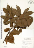 中文名:錐果櫟(S002577)學名:Cyclobalanopsis longinux (Hayata) Schottky(S002577)英文名:Long Glans Oak
