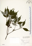 中文名:錐果櫟(S003917)學名:Cyclobalanopsis longinux (Hayata) Schottky(S003917)英文名:Long Glans Oak