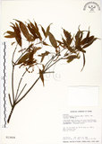 中文名:錐果櫟(S013604)學名:Cyclobalanopsis longinux (Hayata) Schottky(S013604)英文名:Long Glans Oak