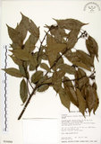 中文名:錐果櫟(S016499)學名:Cyclobalanopsis longinux (Hayata) Schottky(S016499)英文名:Long Glans Oak