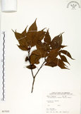 中文名:錐果櫟(S017215)學名:Cyclobalanopsis longinux (Hayata) Schottky(S017215)英文名:Long Glans Oak