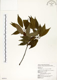 中文名:錐果櫟(S043414)學名:Cyclobalanopsis longinux (Hayata) Schottky(S043414)英文名:Long Glans Oak