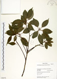 中文名:錐果櫟(S050570)學名:Cyclobalanopsis longinux (Hayata) Schottky(S050570)英文名:Long Glans Oak