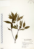 中文名:錐果櫟(S064652)學名:Cyclobalanopsis longinux (Hayata) Schottky(S064652)英文名:Long Glans Oak