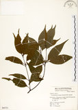 中文名:錐果櫟(S064721)學名:Cyclobalanopsis longinux (Hayata) Schottky(S064721)英文名:Long Glans Oak