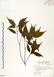 中文名:錐果櫟(S064795)學名:Cyclobalanopsis longinux (Hayata) Schottky(S064795)英文名:Long Glans Oak